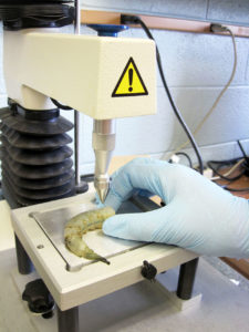 Study finds texture quality of head-on, headless shrimp similar after cold storage