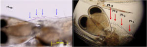 Postlarvae evaluation key to controlling shrimp diseases
