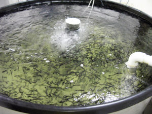 Saturated fatty acids limit effects of fish oil replacement in cobia diets