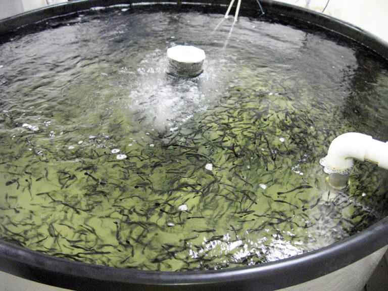 Article image for Saturated fatty acids limit effects of fish oil replacement in cobia diets
