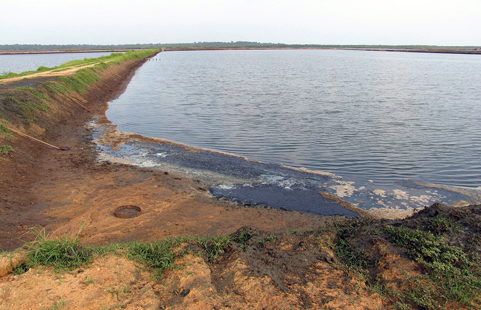 Article image for Nitrite toxicity affected by species susceptibility, environmental conditions
