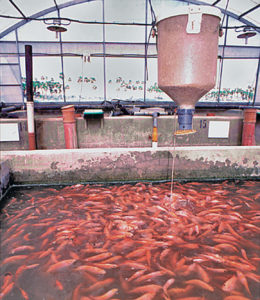 Fishmeal-free feeds for hybrid tilapia