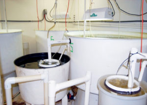 Advances in intensive copepod production technology