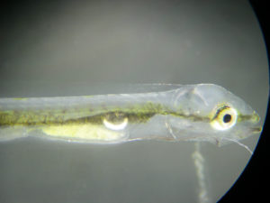 Sea bass hatchery feeds artemia substitute to increase production, stability