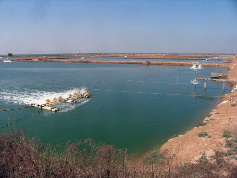 Article image for Silicon, diatoms in aquaculture