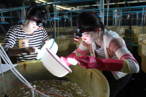 Maximizing profits of larval shrimp rearing