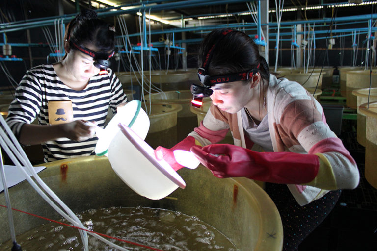 Article image for Maximizing profits of larval shrimp rearing