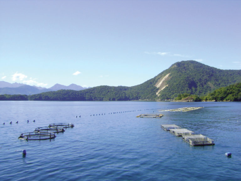 Article image for Mariculture projects in Rio de Janeiro