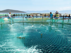 Diffused-air system improves oxygen levels in sea cage culture