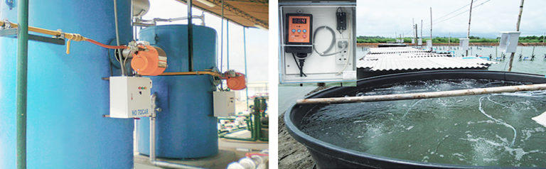 Article image for Thermal treatment increases survival of WSSV-infected shrimp