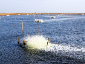 Species, pond size define aeration approaches