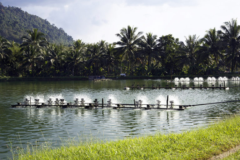 Article image for Genetic improvement programs for shrimp vary between Asia, Americas