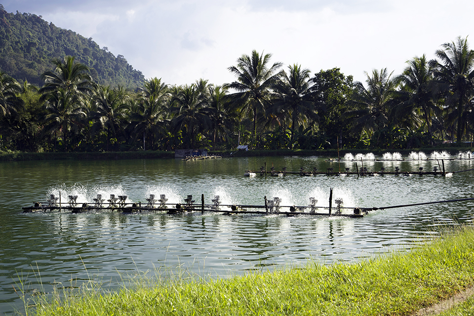 Article image for Genetic improvement programs for shrimp vary between Asia, Americas