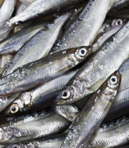 New IFFO position: Fish as food or feed