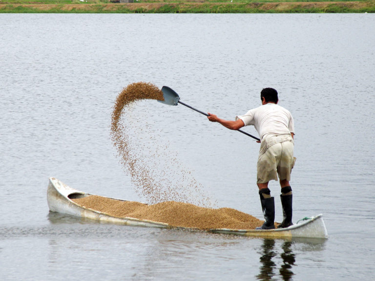 Article image for Changing the aquafeed paradigm