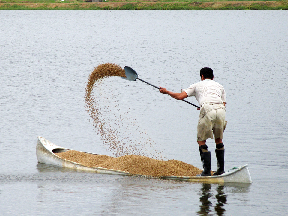 Article image for Changing the aquafeed paradigm