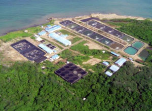 CENIACUA develops WSSV-resistant shrimp in Colombia