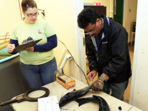 Holding gravid catfish in mesh bags reduces stress, improves reproduction