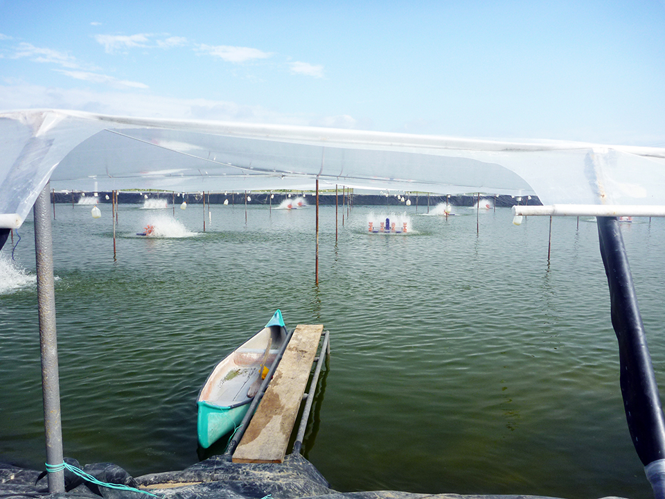 Article image for Low-salinity culture water controls Vibrios in shrimp postlarvae
