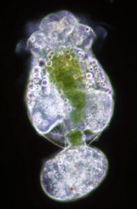 New-generation diets omit rotifer enrichment, improve water quality