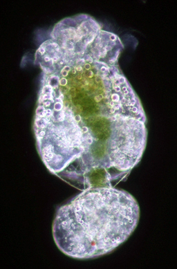 Article image for New-generation diets omit rotifer enrichment, improve water quality