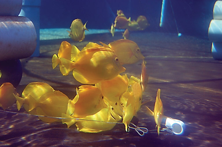 Article image for Oceanic Institute advances yellow tang culture