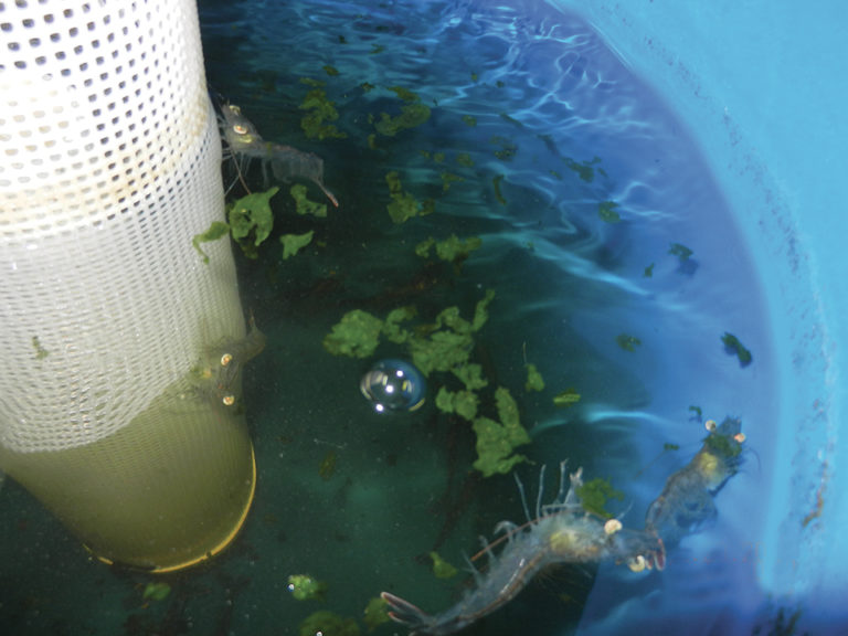 Article image for Utilization of Ulva lactuca studied in white shrimp diets
