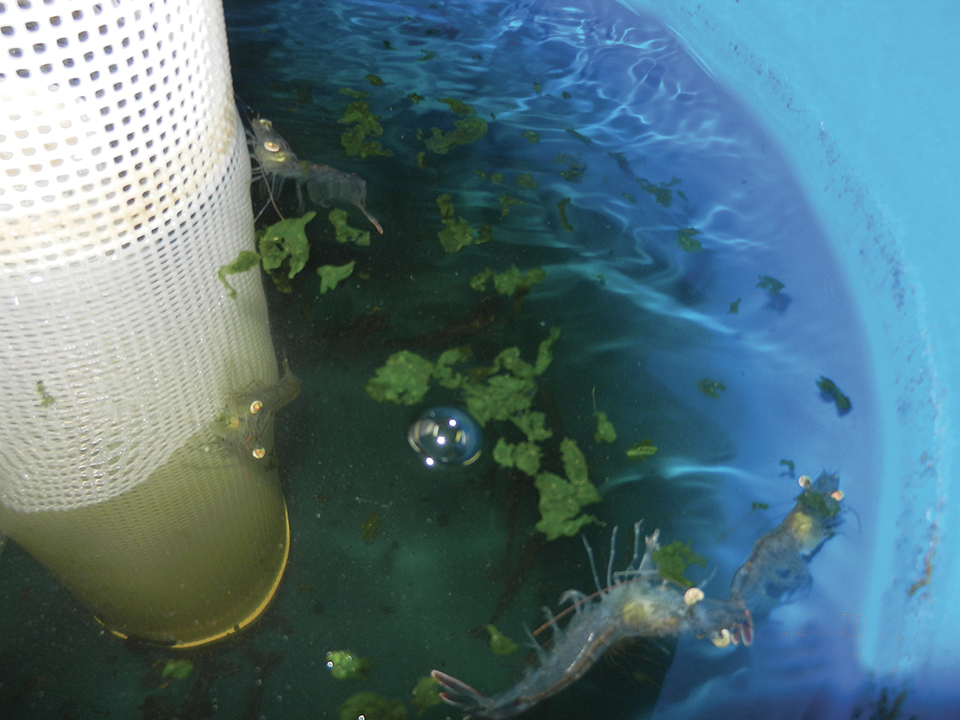 Article image for Utilization of Ulva lactuca studied in white shrimp diets