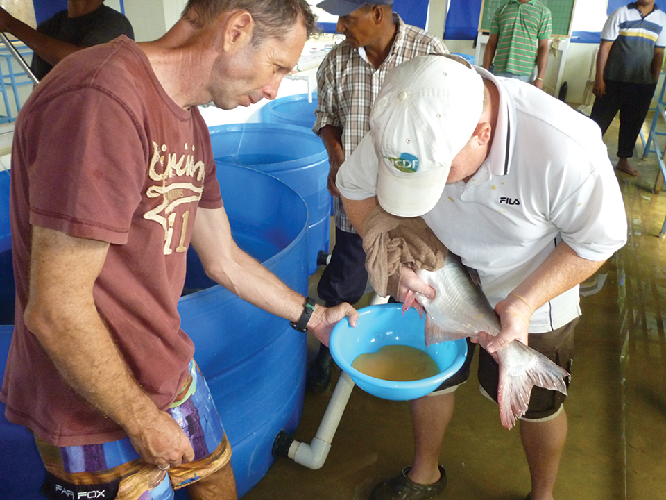 Article image for Pangasius culture in Western Hemisphere