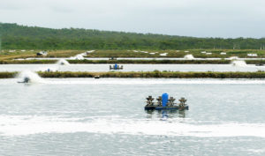 Examining energy use in shrimp farming