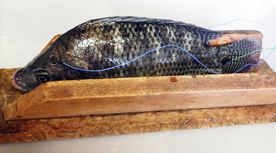Article image for Stunning methods for fish