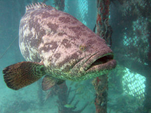 Colombia to diversify its aquaculture industry through marine fish culture