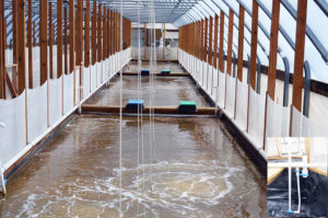 Nursery performance of Pacific white shrimp in zero-exchange biofloc systems