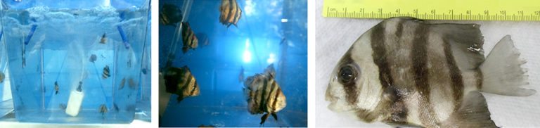 Article image for Feeding rate, frequency affect growth of juvenile Atlantic spadefish
