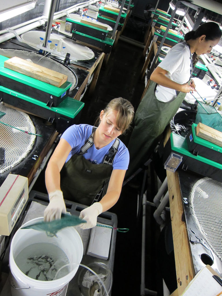Article image for Traditional, fermented soybean meals compared in feeds for marine fish