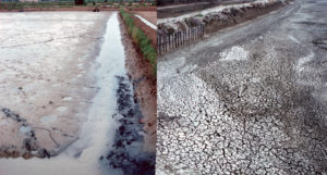 Pond bottom dry-out and liming, part 1