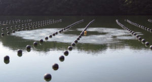 Artificial upwelling maintains favorable summer environment for farmed oysters