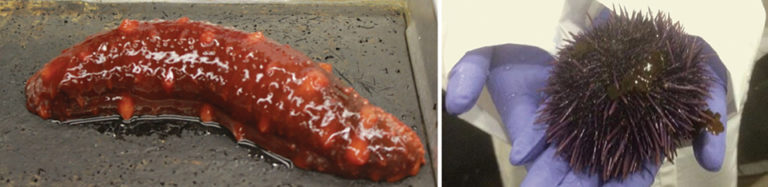 Article image for Stress susceptibility of echinoderms under aquaculture conditions