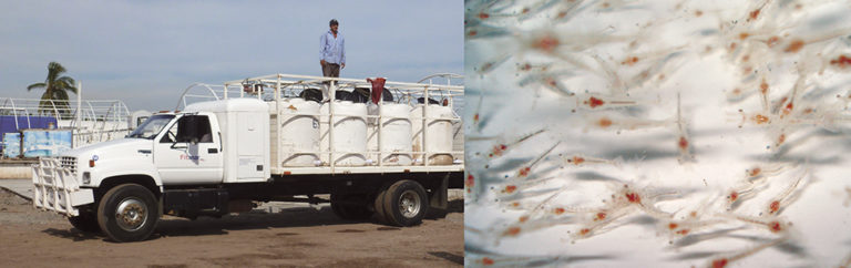Article image for Sound hatchery protocols enhance shrimp postlarvae quality