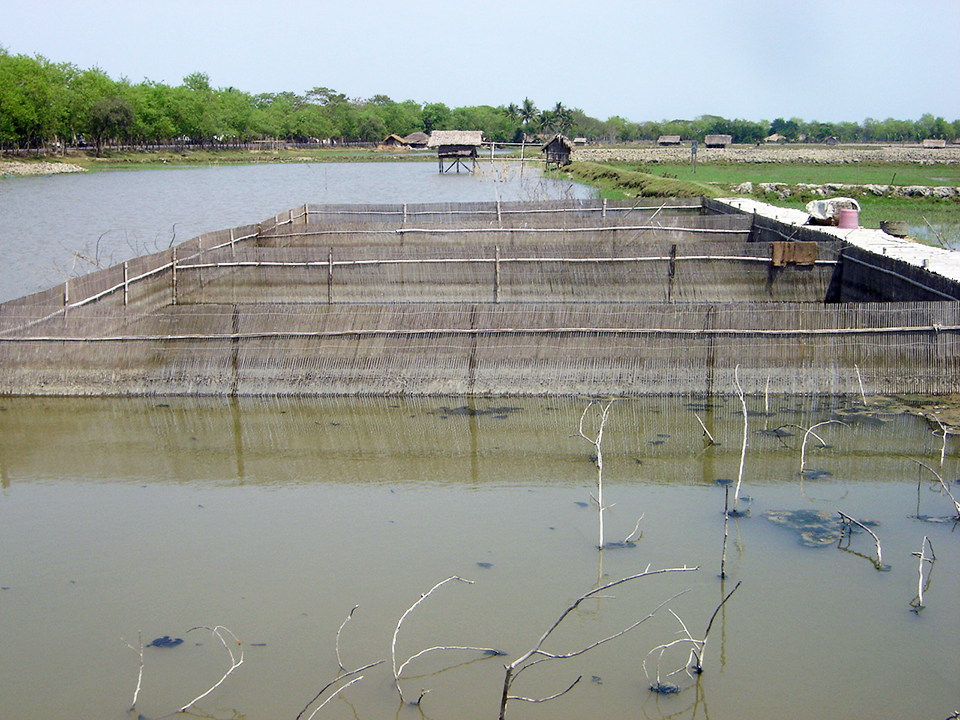 Article image for Coastal aquaculture in Bangladesh must adapt to climate change