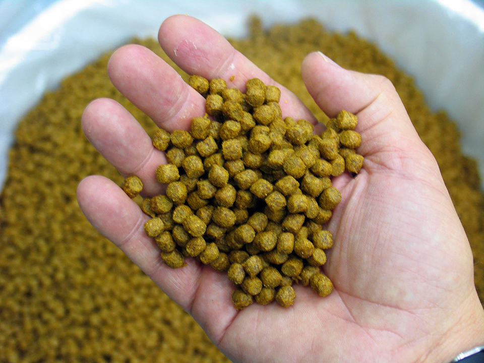 Article image for Embodied resource use in feed-based aquaculture