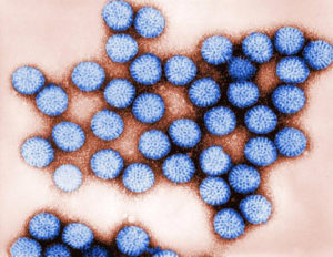 Human enteric viruses in shellfish, part 1