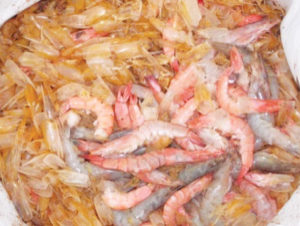 Stress-vibrio dynamics during high-density, zero-exchange production of white shrimp