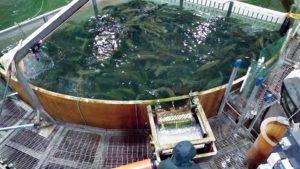Emerging trends in salmonid RAS, part 2