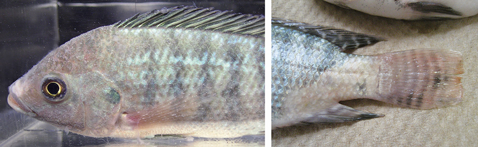 Article image for Parasitism enhances tilapia susceptibility to Flavobacterium columnare