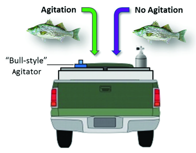 Article image for Improving transportation of live hybrid striped bass