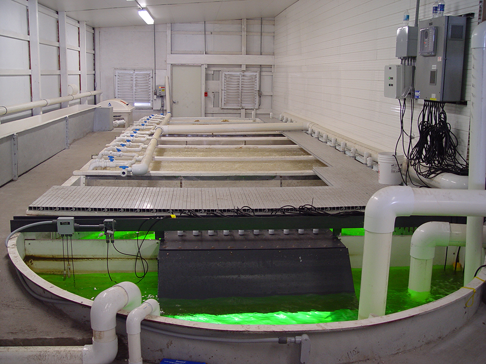 Article image for Flow rate estimation for RAS