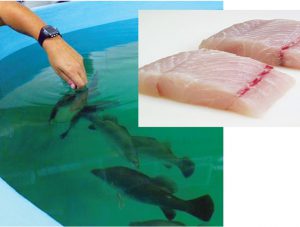 Adding flavor complexity to farmed barramundi