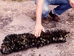 Human enteric viruses in shellfish, part 4