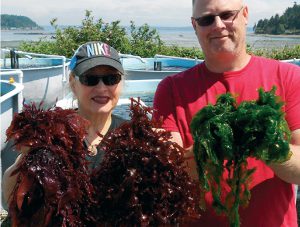 Land-based macroalgae farming